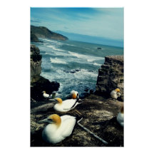 Seabird Australasian Gannets Breeding Foto