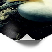 Seabird Australasian Gannets Breeding Foto Poster (Ecke)