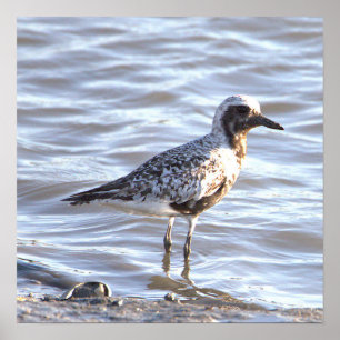 Seabird in Ocean Foto Poster