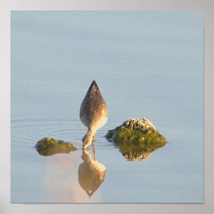 Seabird Reflection Foto Poster