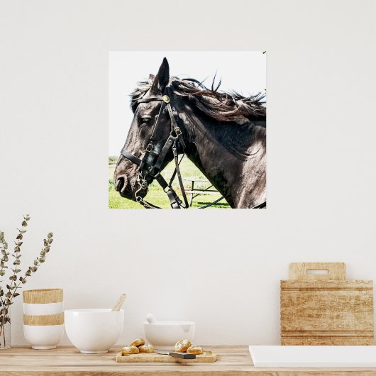Seabiscuit Poster (Küche)