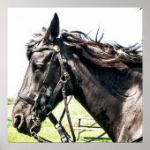 Seabiscuit Poster (Vorne)