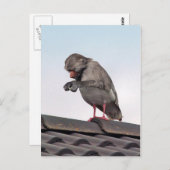 Seaboon Postkarte (Vorne/Hinten)