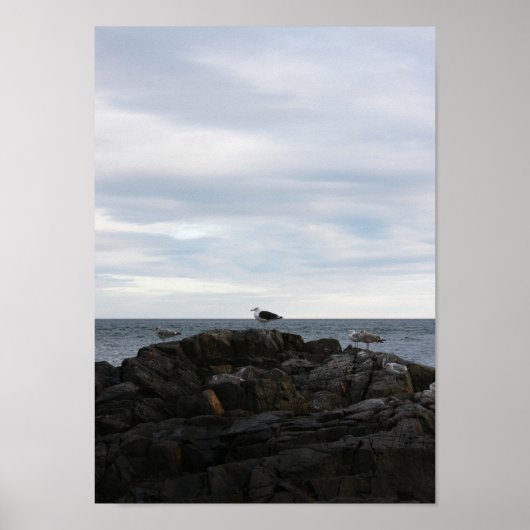 Seabrook Gulls Poster (Vorne)