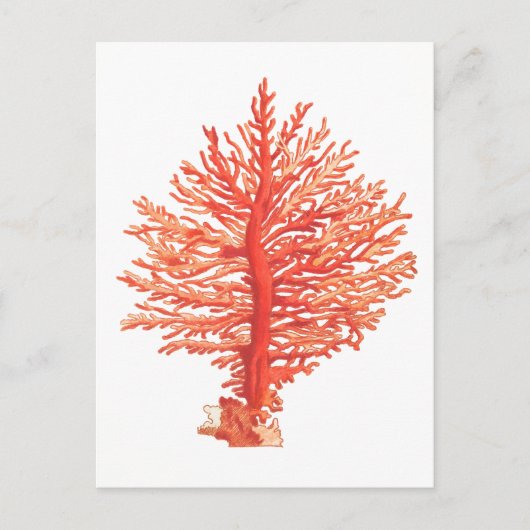 "SEACORAL" MEERESWELT POSTCARD POSTKARTE (Vorderseite)