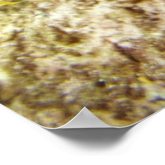 Seadragon Poster (Ecke)