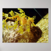 Seadragon Poster (Vorne)