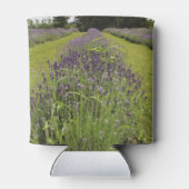 Seafoam Lavender Farm Dosenkühler (Rückseite)