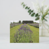 Seafoam Lavender Farm Postkarte (Stehend Vorderseite)