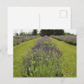 Seafoam Lavender Farm Postkarte (Vorne/Hinten)