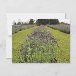 Seafoam Lavender Farm Postkarte