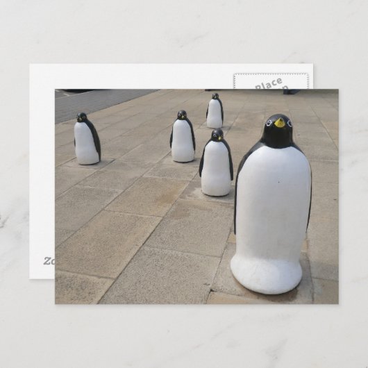 Seafront Penguins Postkarte (Vorne/Hinten)