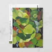 Seagrape Postkarte (Vorne/Hinten)