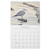 Seagulas und Beach Bird Landschaftskalender Foto Kalender (Jan 2027)