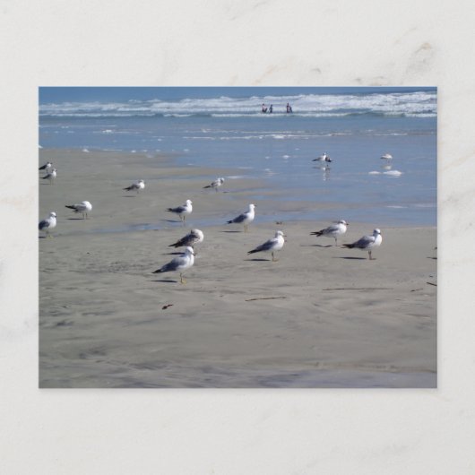 SEAGULEN AM STRAND POSTKARTE (Vorderseite)