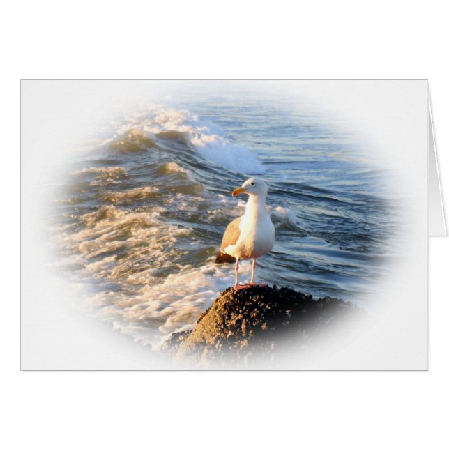 Seagull (Vorderseite (Horizontal))