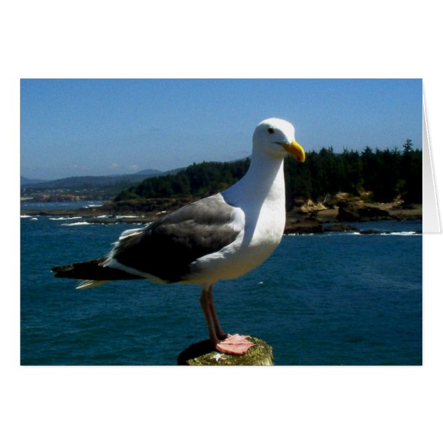 Seagull (Vorderseite (Horizontal))