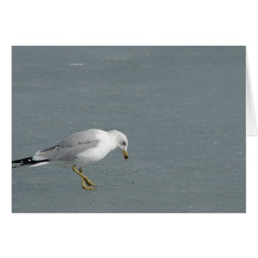 Seagull (Vorderseite (Horizontal))
