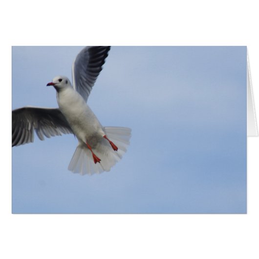 Seagull (Vorderseite (Horizontal))