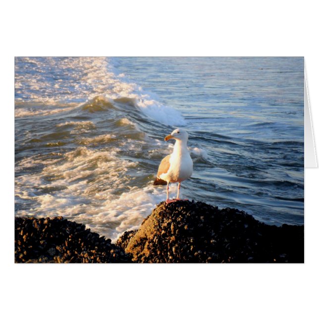 Seagull (Vorderseite (Horizontal))