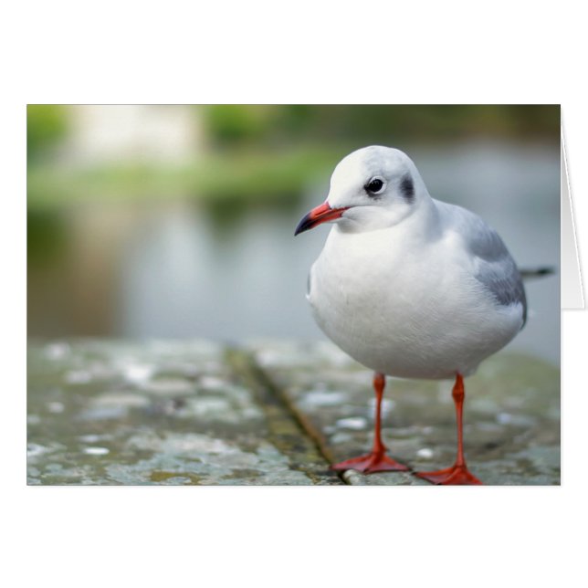 Seagull (Vorderseite (Horizontal))