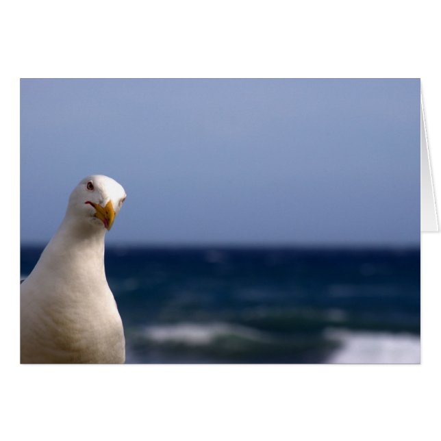 Seagull (Vorderseite (Horizontal))