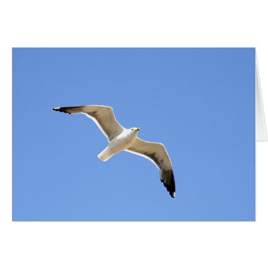 Seagull (Vorderseite (Horizontal))