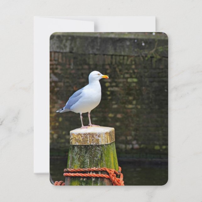 Seagull (Vorderseite)