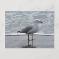 Seagull 2