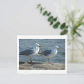 Seagull am Barnegat Inlet Postkarte (Stehend Vorderseite)