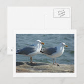 Seagull am Barnegat Inlet Postkarte (Vorne/Hinten)