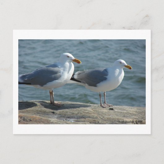 Seagull am Barnegat Inlet Postkarte (Vorderseite)