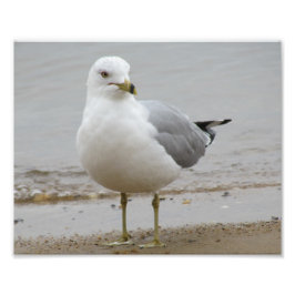 Seagull am Beach Foto Print 8x10