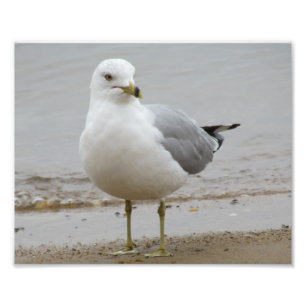 Seagull am Beach Foto Print 8x10