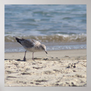 Seagull am Beach Poster