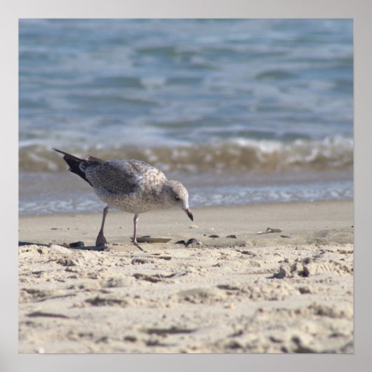 Seagull am Beach Poster (Vorne)