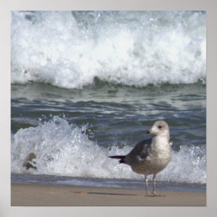 Seagull am Beach Poster