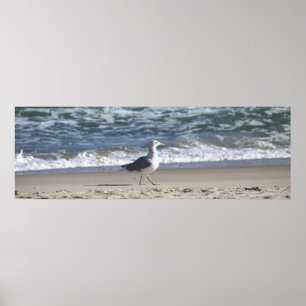 Seagull am Beach Poster