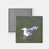 Seagull am Gosmans Dock in Montauk Magnet (Vorderseite/Rückseite)