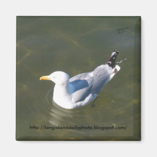 Seagull am Gosmans Dock in Montauk Magnet