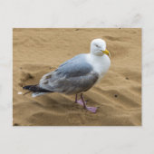 Seagull am Sandstrand Postkarte (Vorderseite)