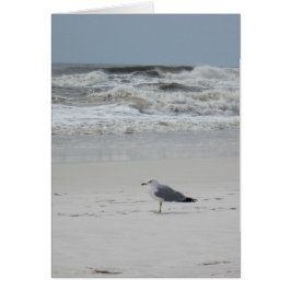 Seagull am Strand