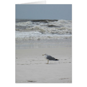 Seagull am Strand