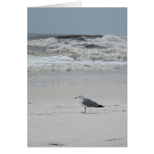 Seagull am Strand (Vorne)