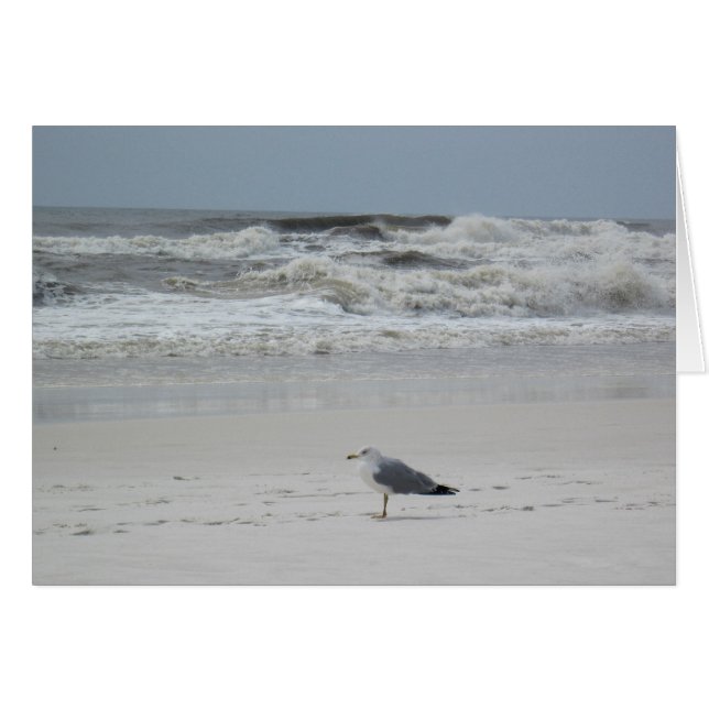 Seagull am Strand (Vorderseite (Horizontal))