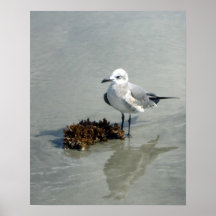 Seagull am Strand mit Algen