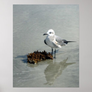 Seagull am Strand mit Algen Poster