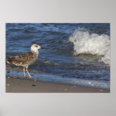 Seagull am Strand mit Wave Poster (Vorne)