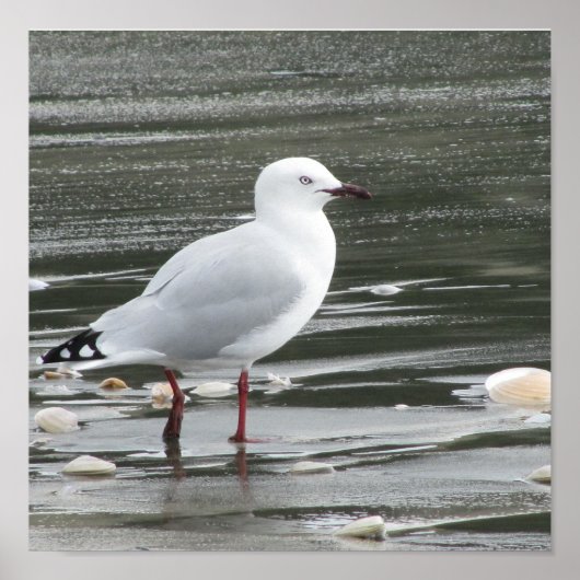 Seagull am Strand Poster (Vorne)