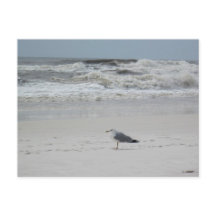 Seagull am Strand
